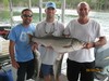 (08/04/2015) - Nice Striped Bass